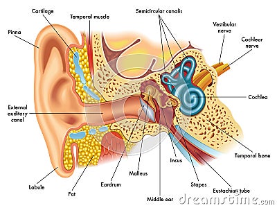 Ear anatomy Vector Illustration