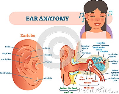 Ear anatomy medical vector illustration with outer, middle and inner ear cross section diagrams. Vector Illustration