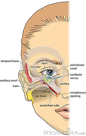 Ear anatomy Vector Illustration