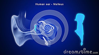 What is the main function of malleus Stock Photo