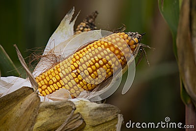 ear of corn in a cornfield in autumn Stock Photo