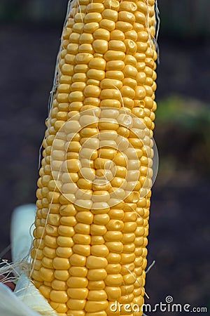Ear of corn with large yellow grains in the autumn Stock Photo