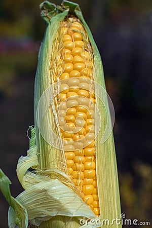 Ear of corn with large yellow tasty grains at garden in autumn with green leaves Stock Photo