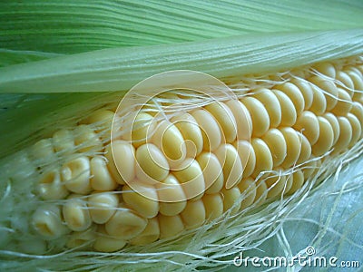 Ear of corn. Stock Photo