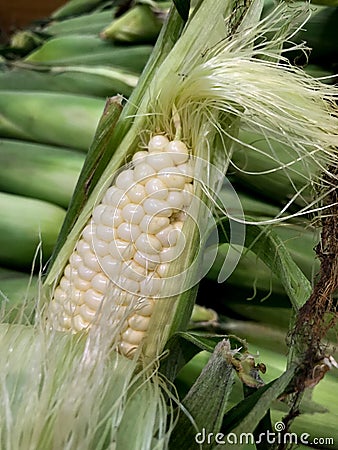 Ear of Corn being shucked. Stock Photo