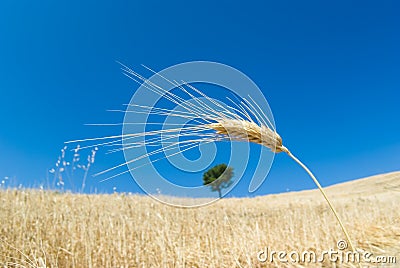 Wheat and solitary tree Stock Photo