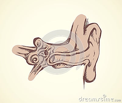 Ear in cross section. Vector drawing Vector Illustration