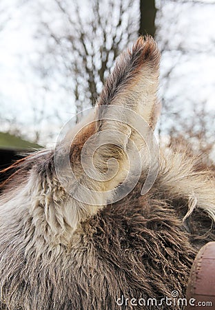 Ear of a donkey Stock Photo