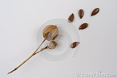 Ear of flax on white background. Boxes of ripe flax seed Stock Photo
