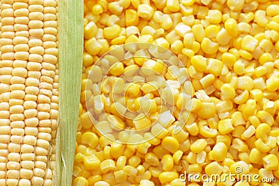 Ear of fresh corn and tinned corn Stock Photo