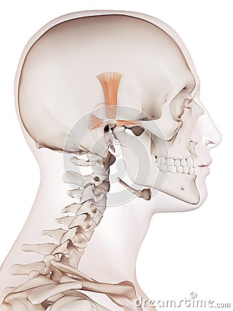 The ear muscles Cartoon Illustration