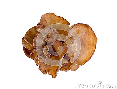 ear mushroom or Jew`s ear isolated on white background Stock Photo