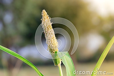 Ear of organic Thai hybrid variety Millet fruit full of grains in the Millet field in india . Millet crops, bajra grass Stock Photo