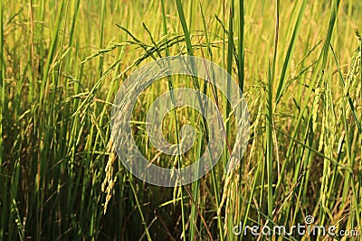Ear of paddy in green rice field Stock Photo