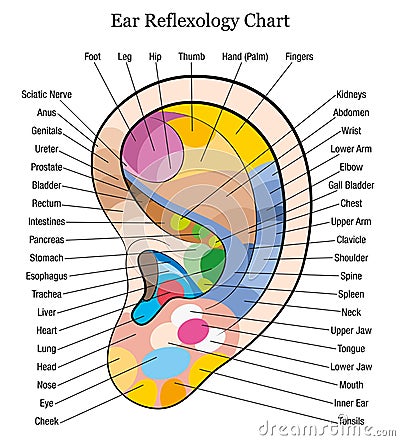 Ear reflexology chart description white Vector Illustration