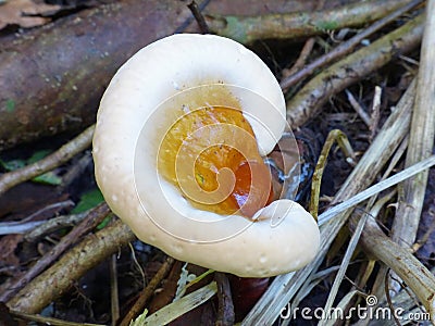 Ear Shaped Mushroom Hemlock Varnish Shelf Fungus Stock Photo