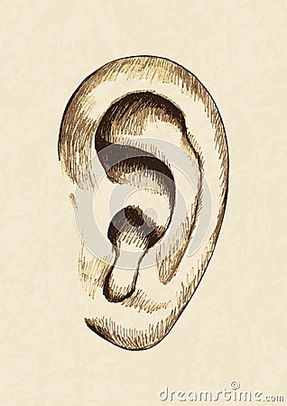 Ear Vector Illustration