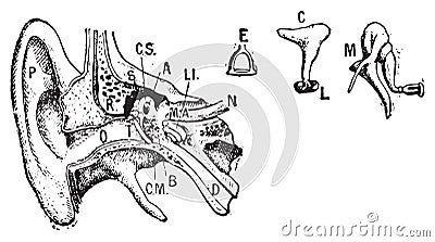 Ear, vintage engraving Vector Illustration