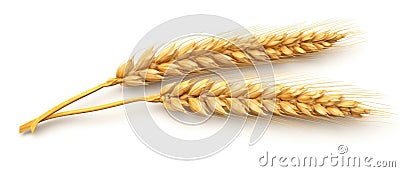 Ear Of Wheat Spikelet Isolated On Transparent Or White Background Stock Photo