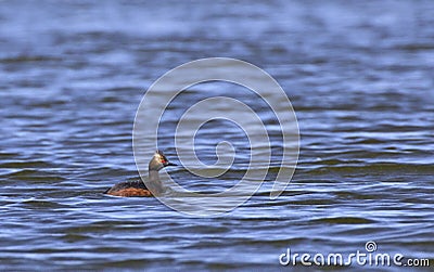 Eared Grebe Bird Swimming On Blue Lake Stock Photo