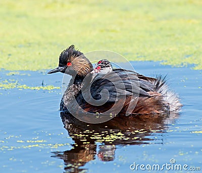 Eared Grebe and chick Stock Photo