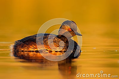 Eared Grebe - Podiceps nigricollis water bird swimming in the water in the red evening sunlight, member of the grebe family of Stock Photo