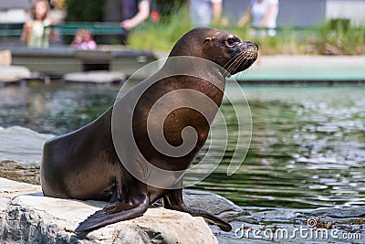 Eared seal or otariid mammal on a rock Stock Photo
