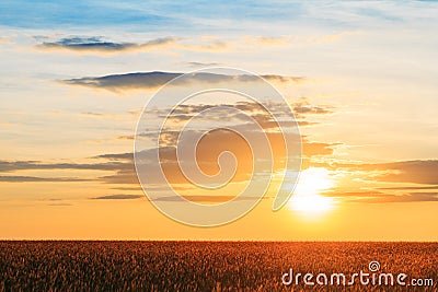 Eared Wheat Field, Summer Cloudy Sky In Sunset Dawn Sunrise. Sk Stock Photo