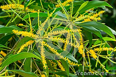 Earleaf acacia acacia auriculiformis, yellow flowers closeup - Delray Beach, Florida, USA Stock Photo