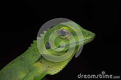 Earless agamid Stock Photo