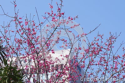 The earliest blooming red plum in spring Stock Photo