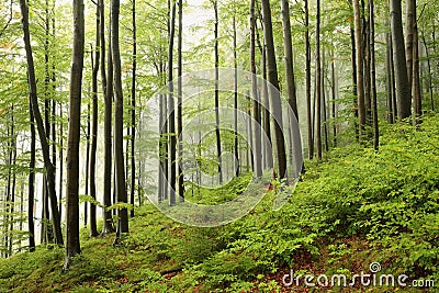 Early autumn beech forest in the fog Stock Photo