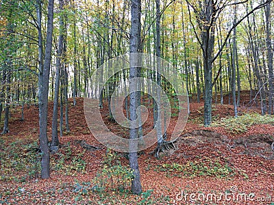 Early autumn forest landscape Stock Photo