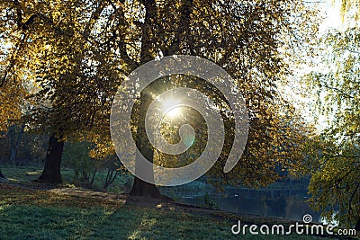 Early Autumn Morning Sunbeams penetrate the crown of a yellow tree Stock Photo