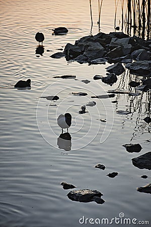 Early birdies in a lake during the sunrise in Stockholm Sweden Stock Photo