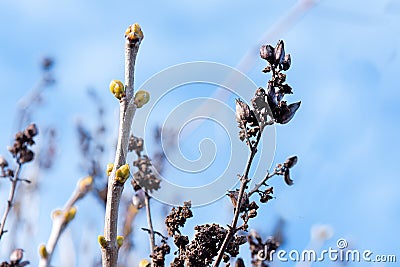 Early budding on the bush. Stock Photo