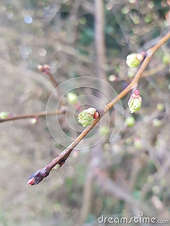 Early buds of Spring, this March time budding shoots of red, black and green along the hedgerow Stock Photo