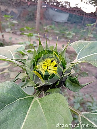 Early flower or first stage of sun flower Stock Photo