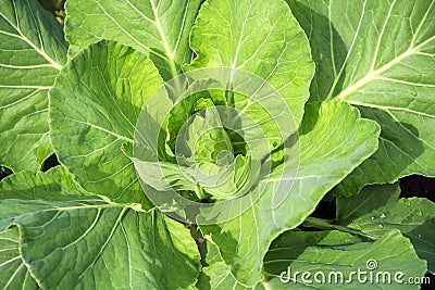 early head fresh green cabbage large crisp leaves Stock Photo