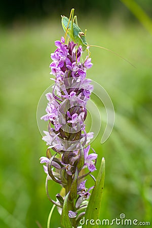 Early Marsh-orchid (Dactylorhiza incarnata) Stock Photo