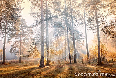 Old pine trees at early misty morning Stock Photo
