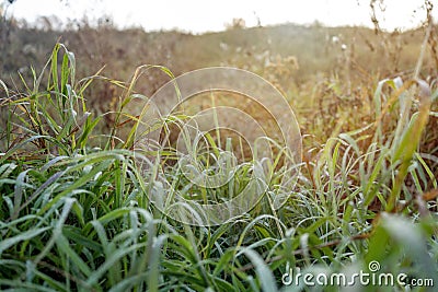 Early morning autumn nature scene. Fading greenery with drops of dew. Scenic conceptual scene of travel, seasons and the Stock Photo