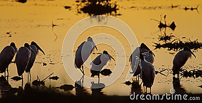 Early morning backit wood storks (Mycteria americana) standing in shallow water with orange sunrise reflection on water Stock Photo