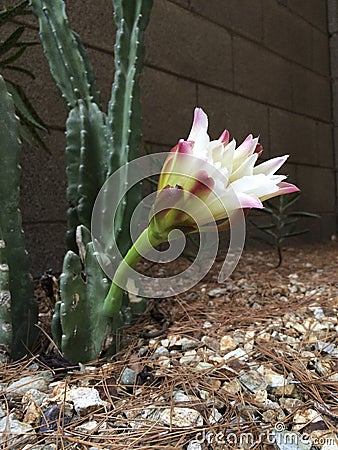 Early Morning Bloom of Garden Cactus Stock Photo