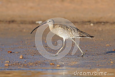 Early morning Curlew walking at Sharm el-Sheikh beach of Red Sea Stock Photo