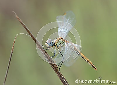 A dragonfly on a blade of grass dries its wings from dew under the first rays of the sun before flight Stock Photo