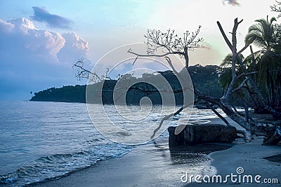 Early morning with driftwood along the Manzanillo Beach in Costa Rica Stock Photo