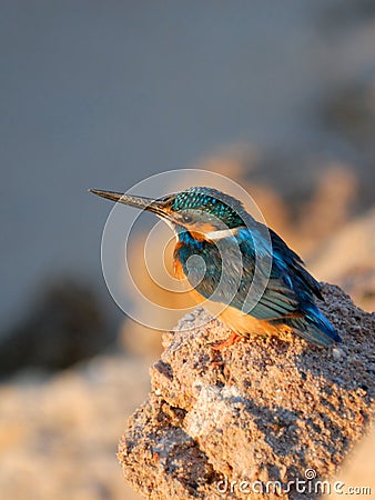 Early morning emerald kingfisher on Red Sea coast stone. Egypt. Stock Photo