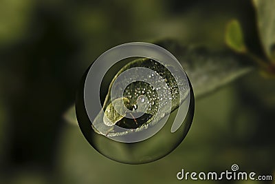 Early morning forest bugs on dew-covered leaves Stock Photo