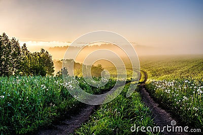 Early morning. forest hiding in the fog. forest path Stock Photo